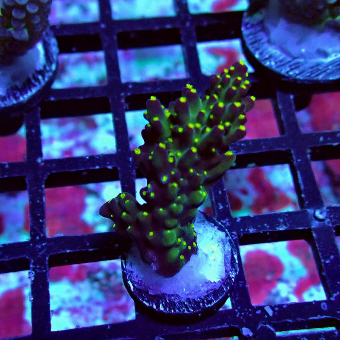 Galaxy Acro Frag