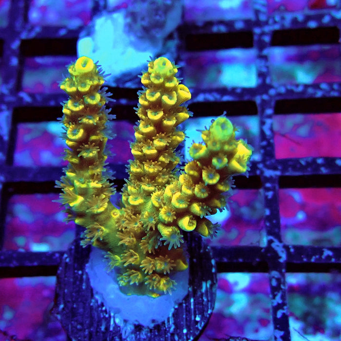 Tenuis Orange Acro Frag