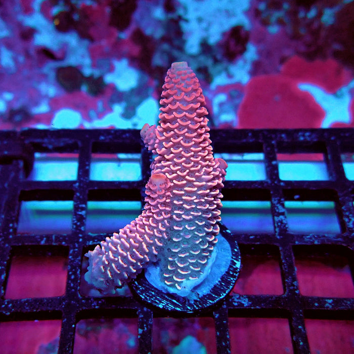 Spathulata Pink Rainbow Acro Frag