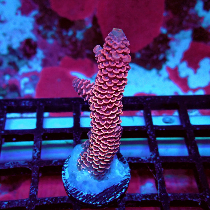 Spathulata Pink Rainbow Acro Frag