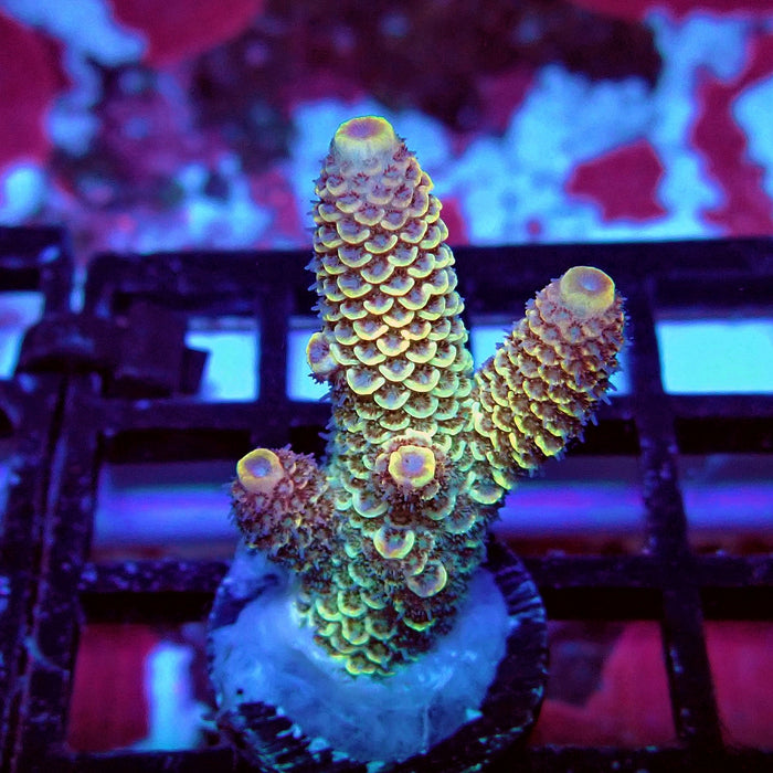 Spathulata Orange Rainbow Acro Frag