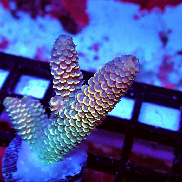 Spathulata Orange Rainbow Acro Frag