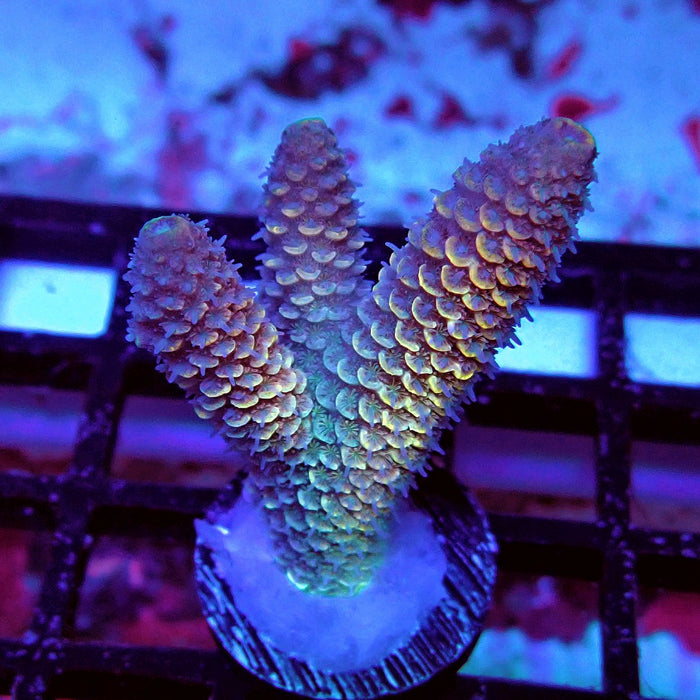 Spathulata Orange Rainbow Acro Frag