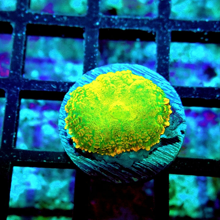 Rhodactis Green Metallic Orange Rim Ultra