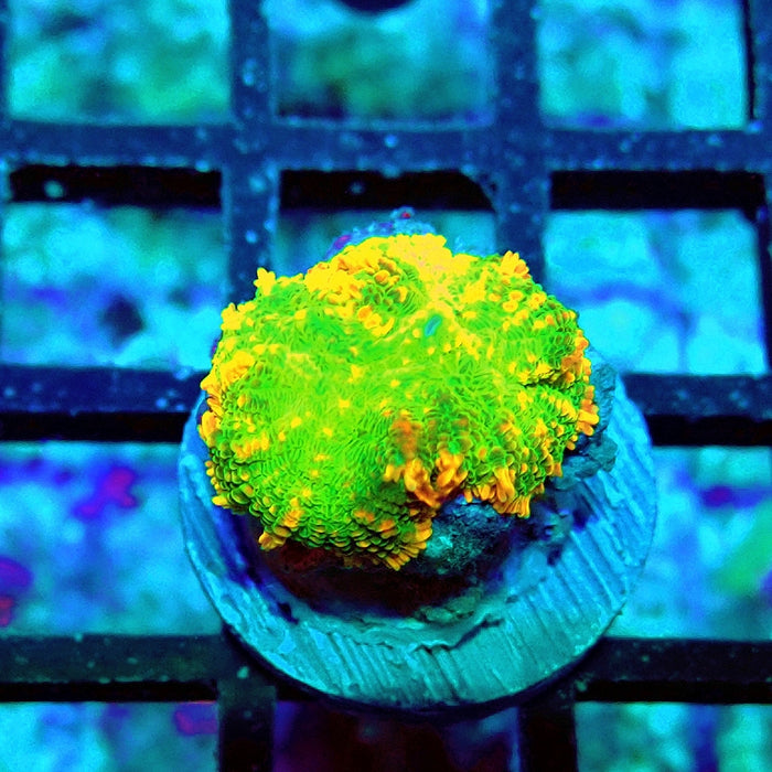 Rhodactis Green Metallic Orange Rim Ultra