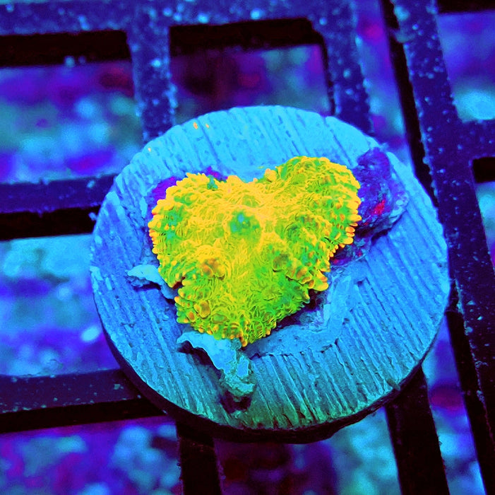 Rhodactis Green Metallic Orange Rim Ultra