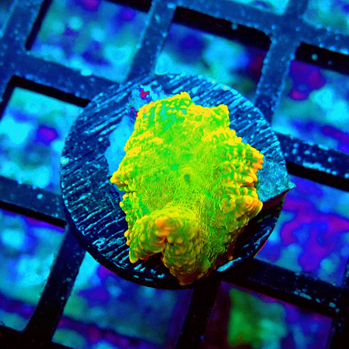 Rhodactis Green Metallic Orange Rim Ultra