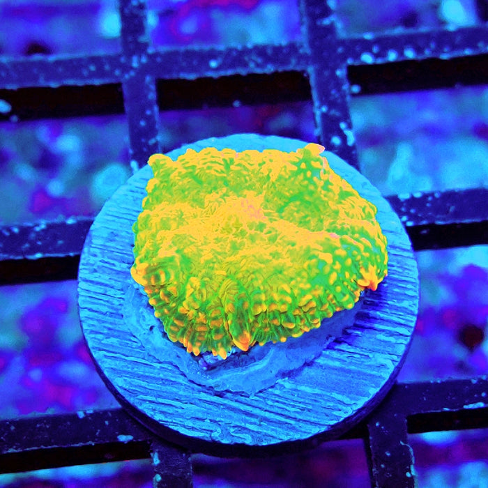 Rhodactis Green Metallic Orange Rim Ultra