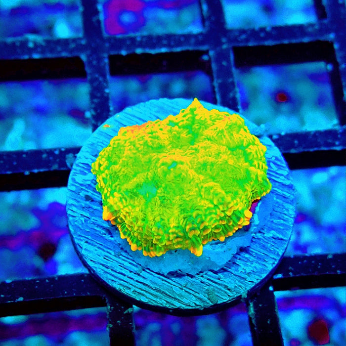 Rhodactis Green Metallic Orange Rim Ultra