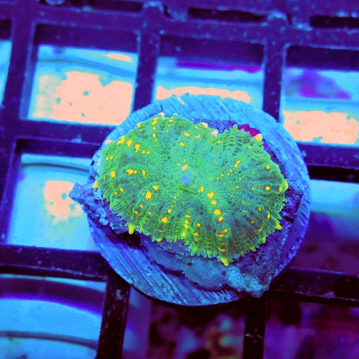 Rhodactis Orange Dots