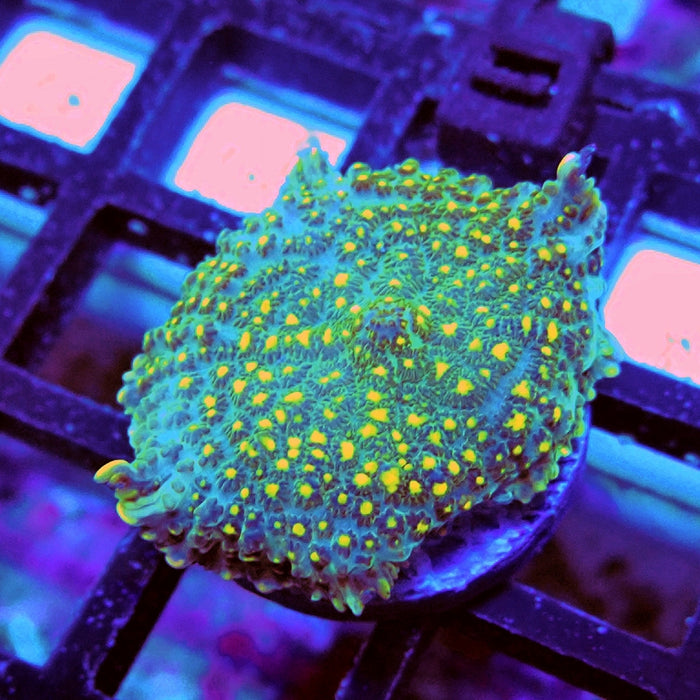 Rhodactis Yellow Dots