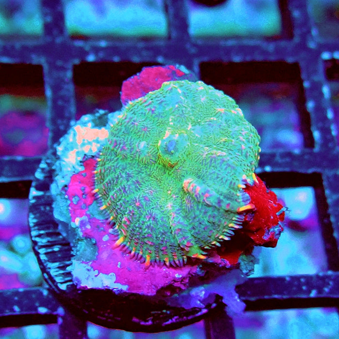 Rhodactis Mint Rainbow