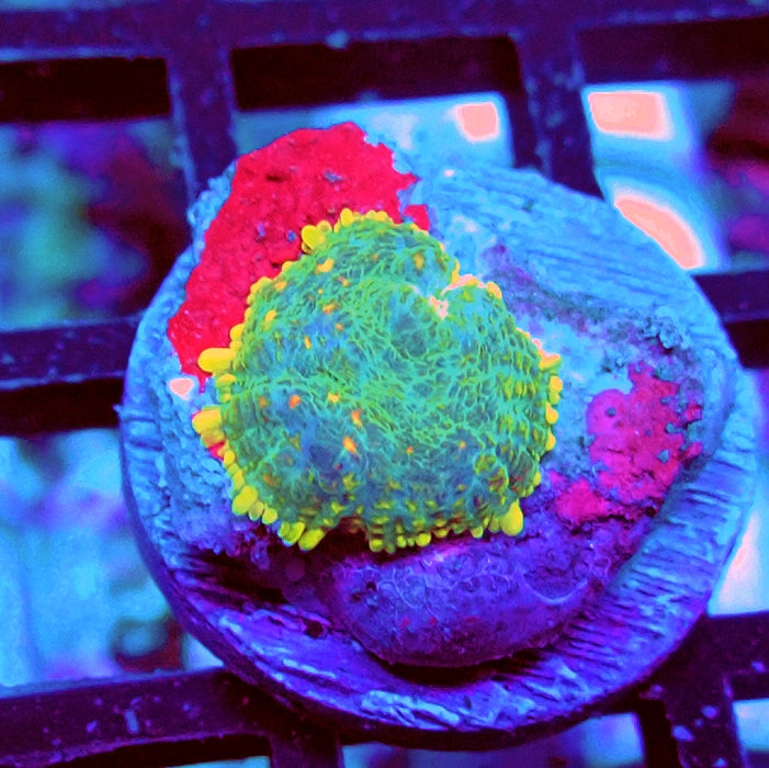 Rhodactis Orange Dots