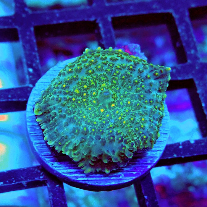 Rhodactis Yellow Dots