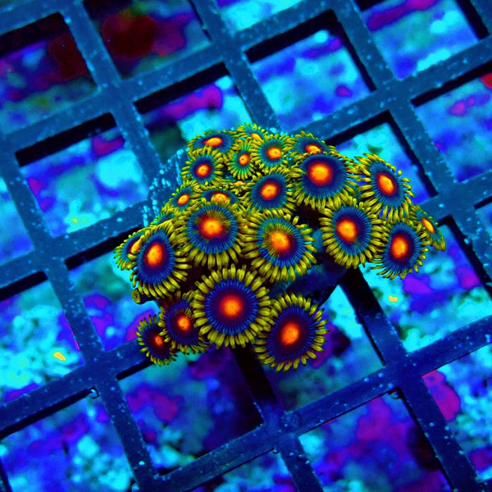 Ultra Zoas Frag