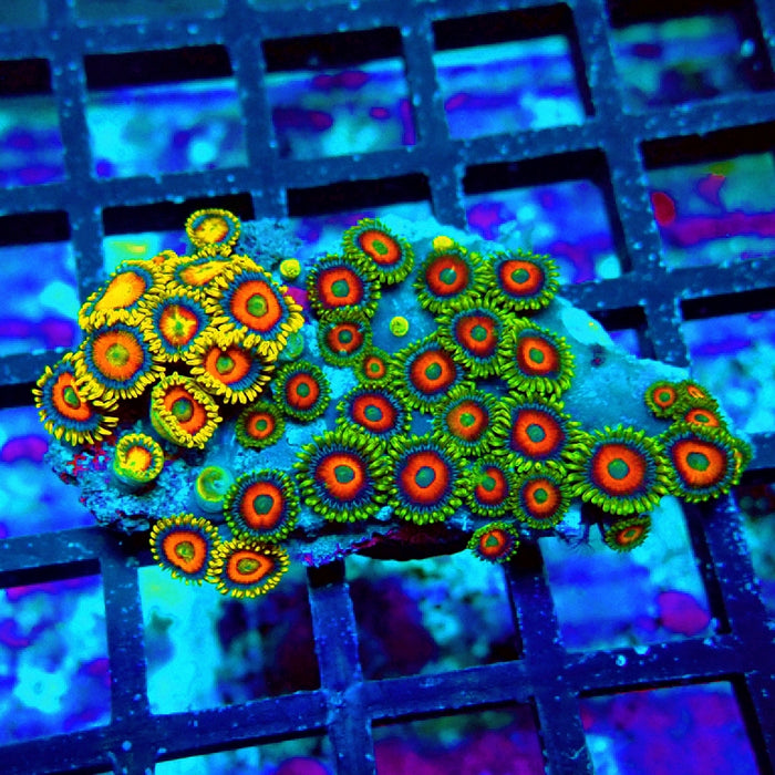 Ultra Zoas Frag