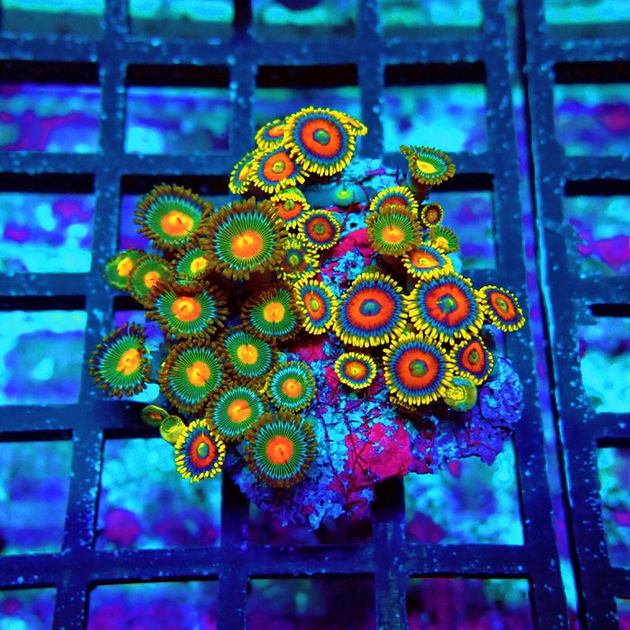 Ultra Zoas Frag