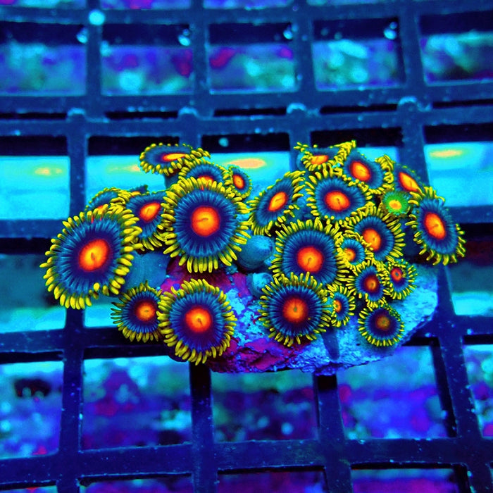 Ultra Zoas Frag
