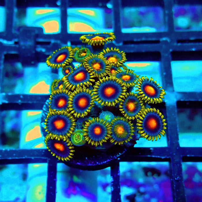 Ultra Zoas Frag