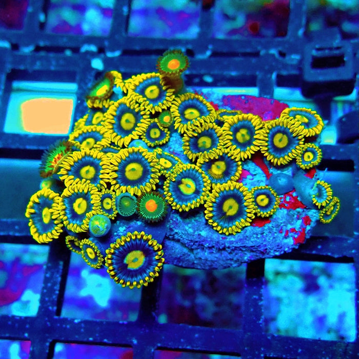 Ultra Zoas Frag