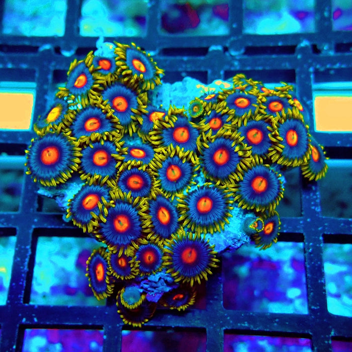 Ultra Zoas Frag