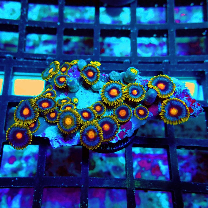 Ultra Zoas Frag
