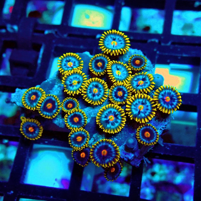 Ultra Zoas Frag
