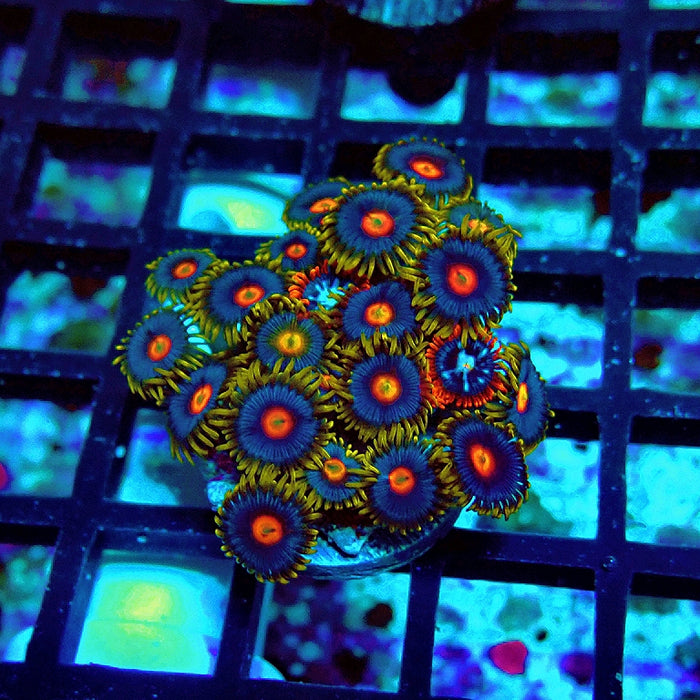 Ultra Zoas Frag