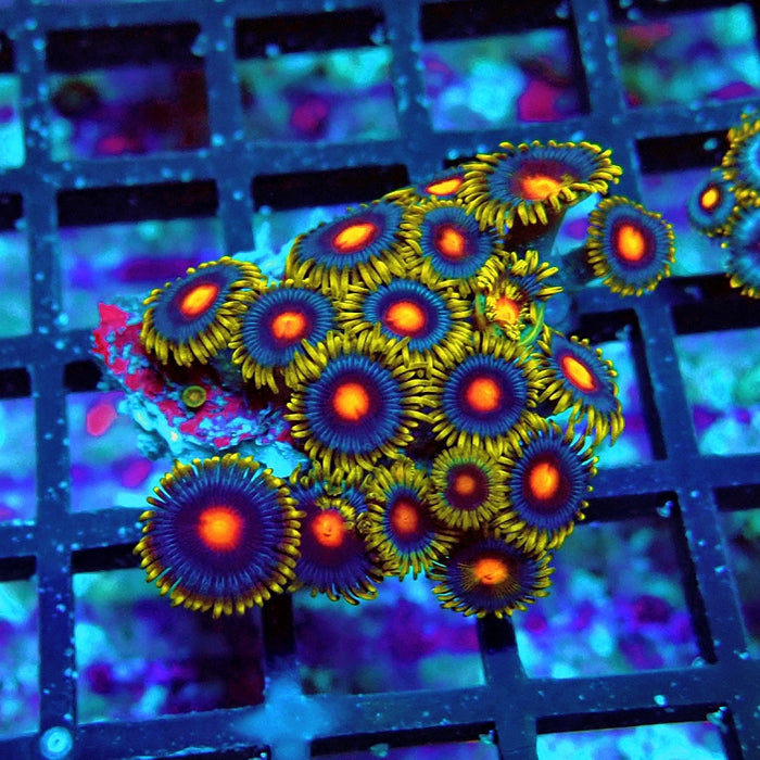 Ultra Zoas Frag