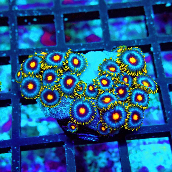 Ultra Zoas Frag