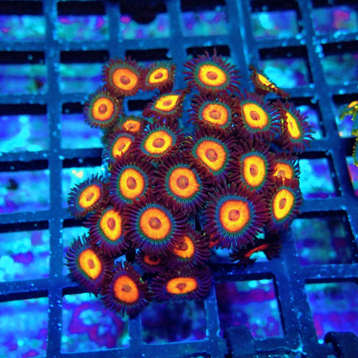 Ultra Zoas Frag