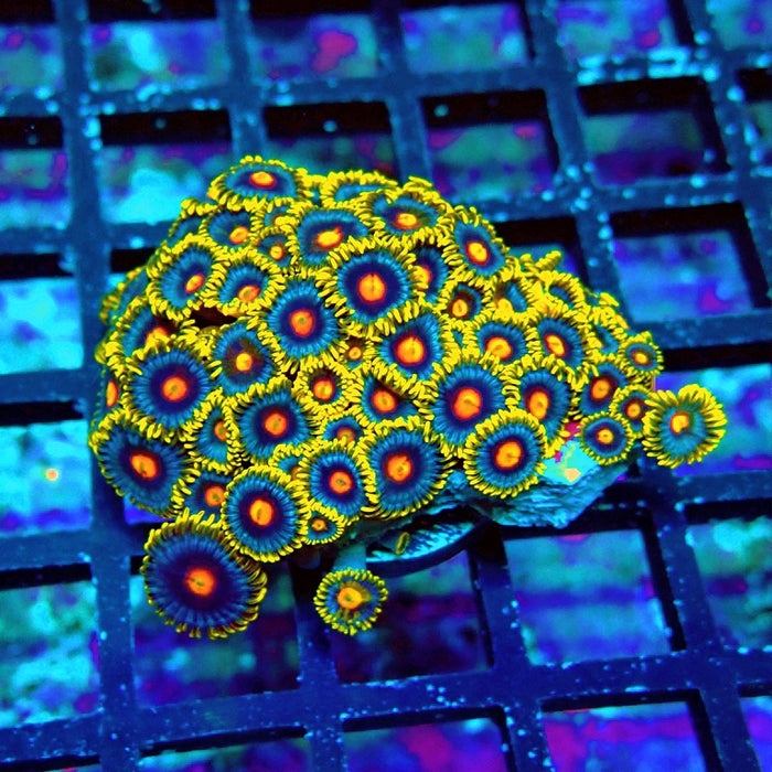 Ultra Zoas Frag