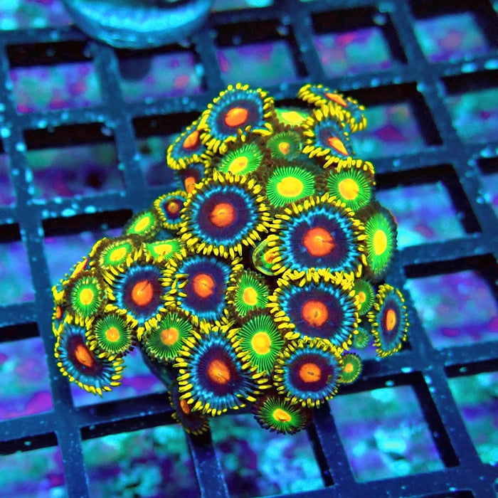 Ultra Zoas Frag