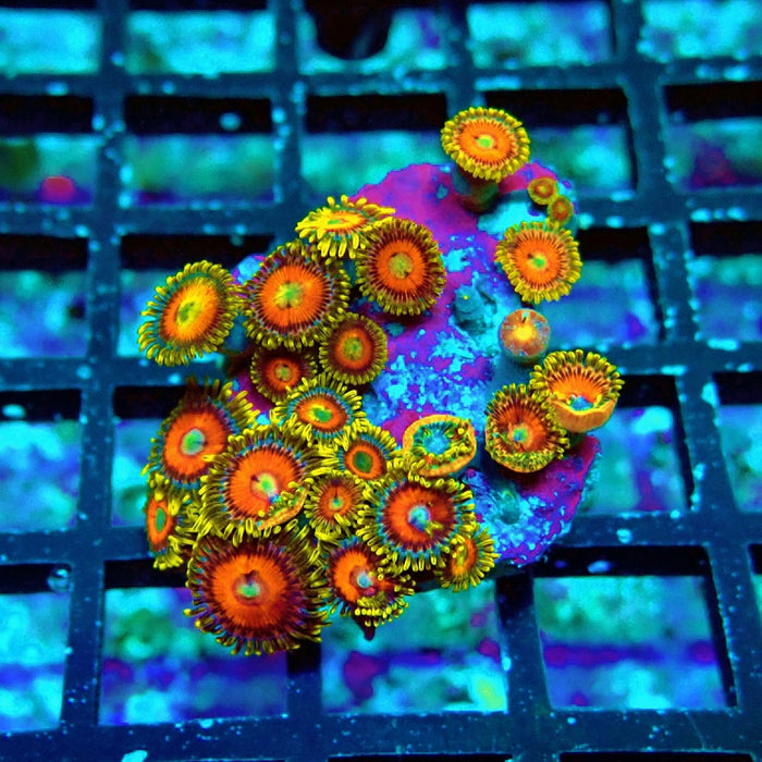 Ultra Zoas Frag