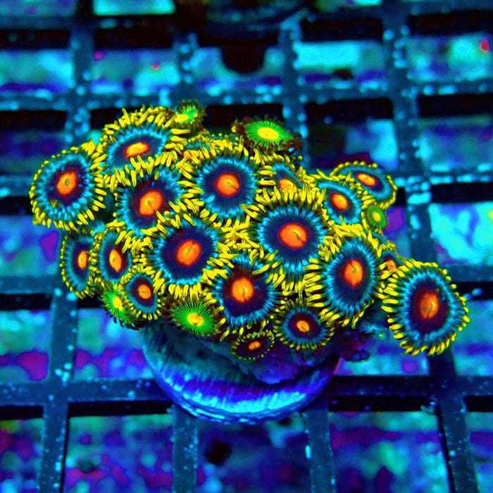 Ultra Zoas Frag