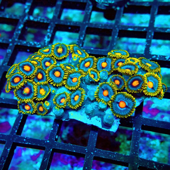 Ultra Zoas Frag