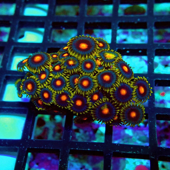 Ultra Zoas Frag