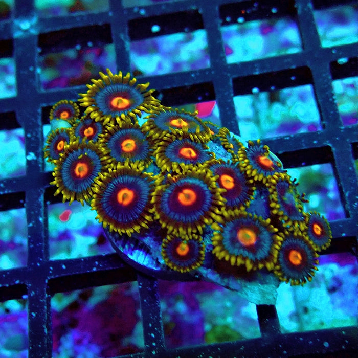 Ultra Zoas Frag