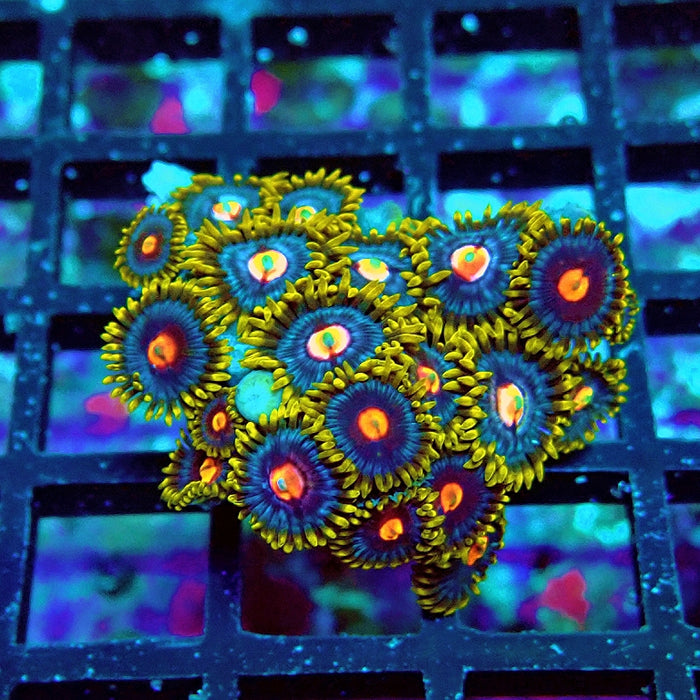 Ultra Zoas Frag