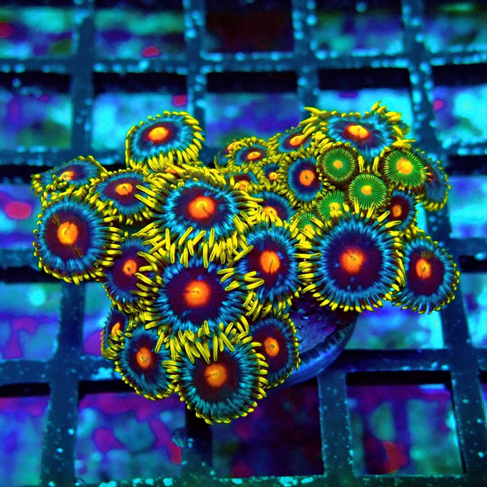 Ultra Zoas Frag
