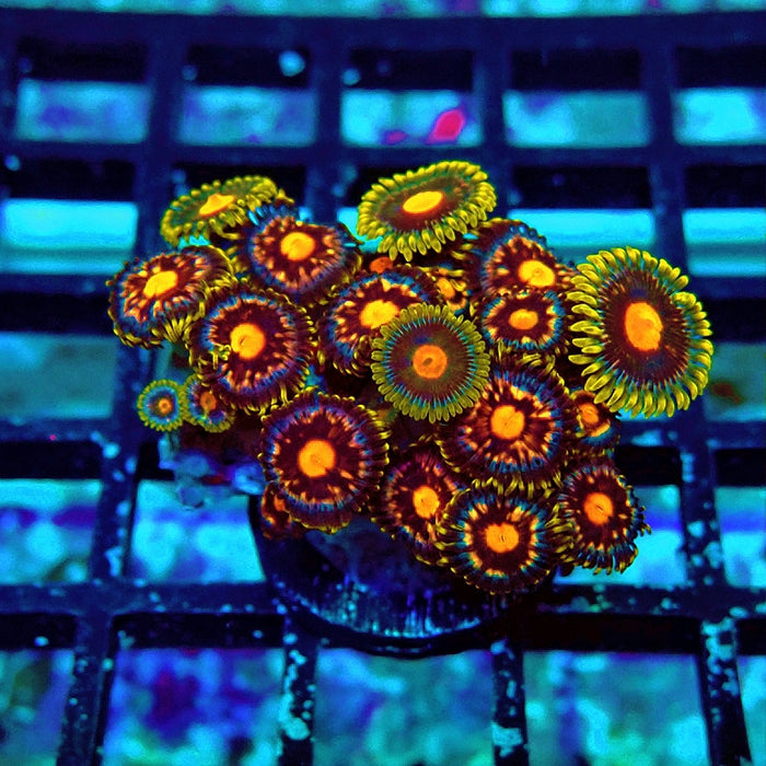 Ultra Zoas Frag
