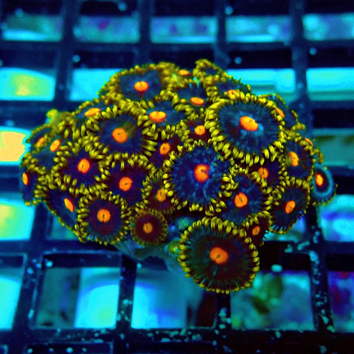 Ultra Zoas Frag