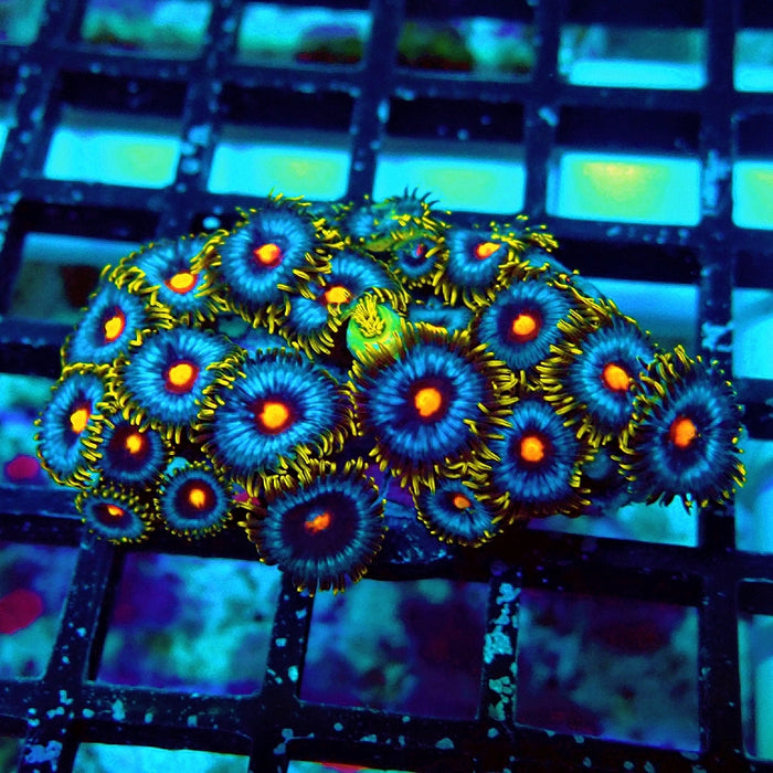 Ultra Zoas Frag