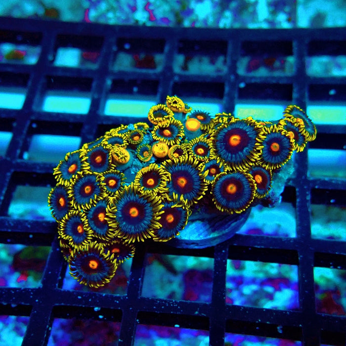 Ultra Zoas Frag