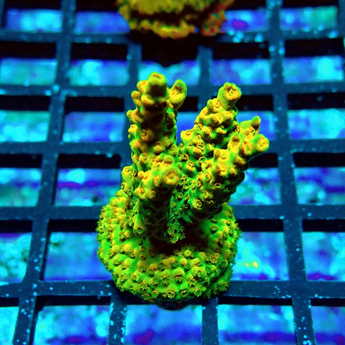 Acro Frag Aquaculture