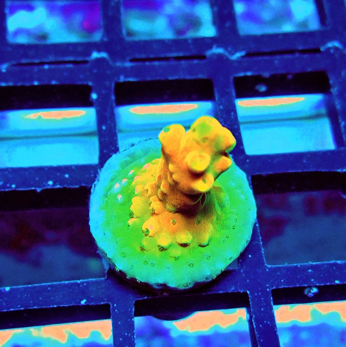 REx Orange Frodo Acro