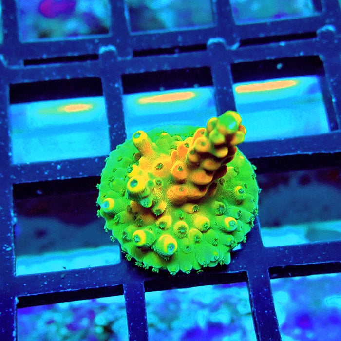 REx Orange Frodo Acro