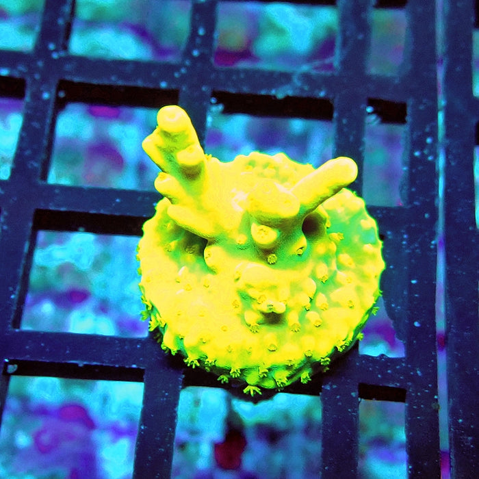 REx Super Yellow Elegance Acro