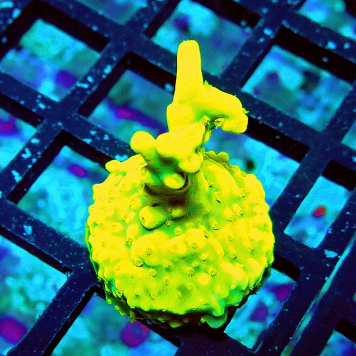 REx Super Yellow Elegance Acro