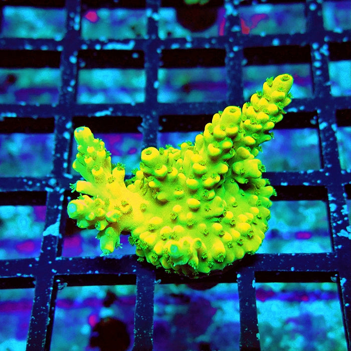 REx Yellow Frodo Acro